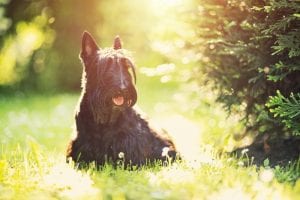 Scottish-terrier