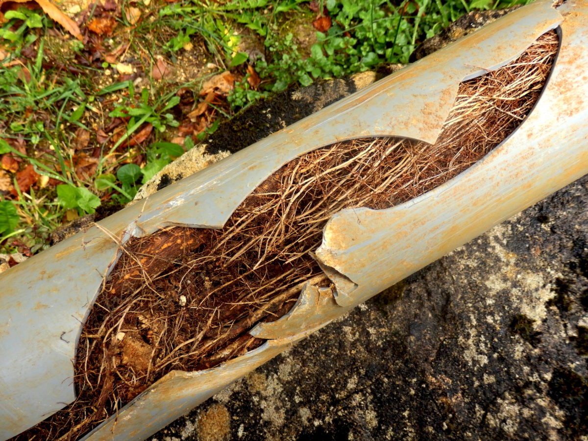Signs You Have Tree Roots in Your Sewer Line